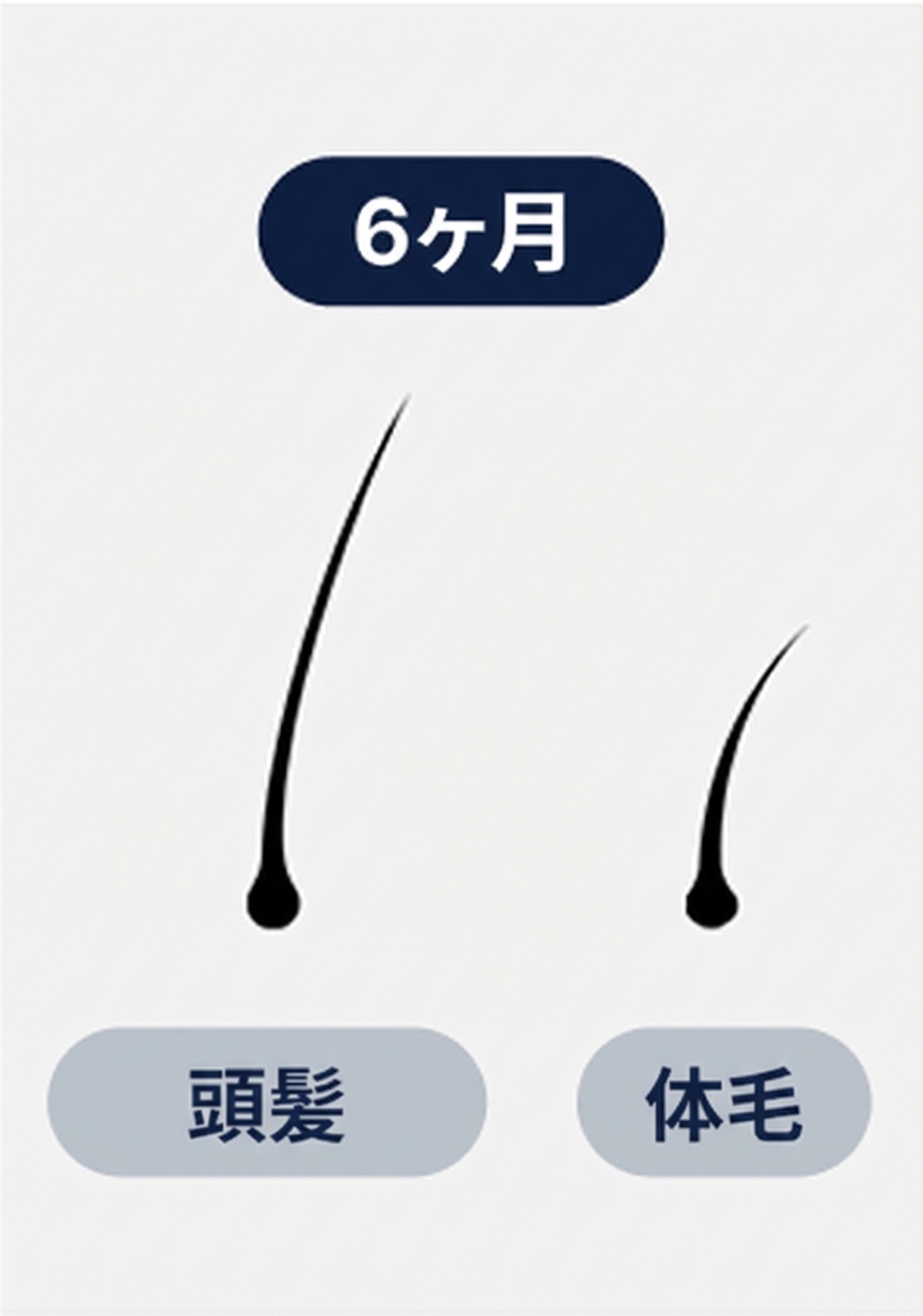 遅い成長速度